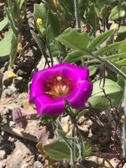 Cistanthe grandiflora
