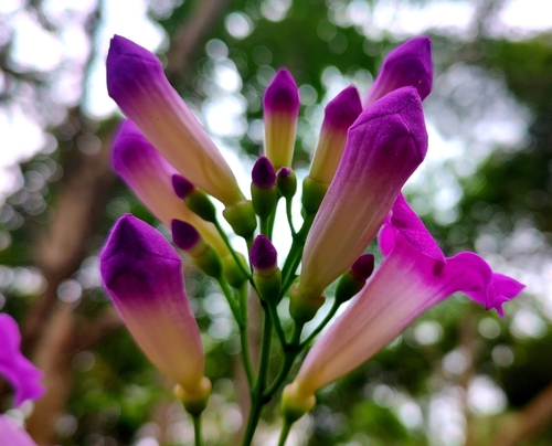 Mansoa alliacea