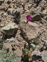 Cistanthe grandiflora