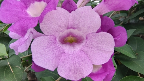 Mansoa alliacea