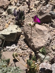 Cistanthe grandiflora