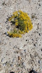 Sartwellia flaveriae