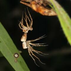 Oxyopes variabilis