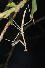 Archimantis latistyla