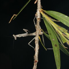Archimantis latistyla