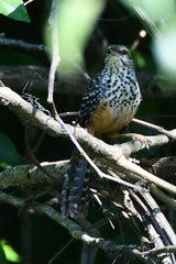 Campylorhynchus zonatus