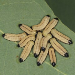 Paropsisterna cloelia