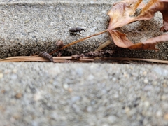 Sphenophorus coesifrons