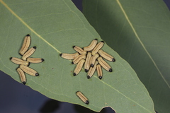 Paropsisterna cloelia