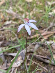 Caladenia moschata
