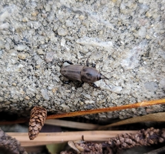 Sphenophorus coesifrons