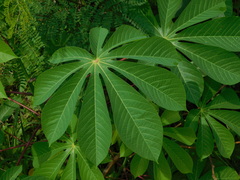 Manihot carthagenensis