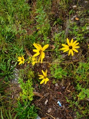 Helianthus atrorubens