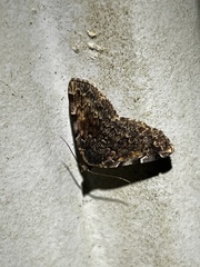 Idia majoralis