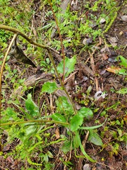 Helianthus atrorubens