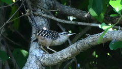 Campylorhynchus zonatus