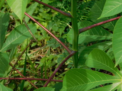 Manihot carthagenensis