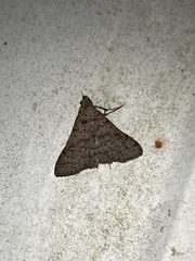 Bleptina caradrinalis