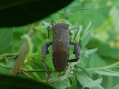 Anoplocnemis phasianus