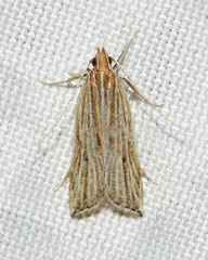 Helcystogramma hystricella