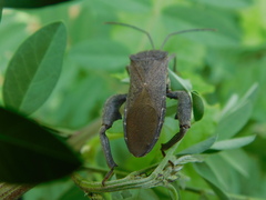 Anoplocnemis phasianus
