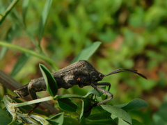 Anoplocnemis phasianus