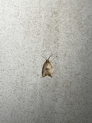 Coelostathma discopunctana