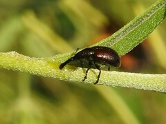 Haplorhynchites aeneus