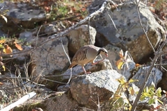 Alectoris chukar