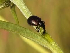 Haplorhynchites aeneus