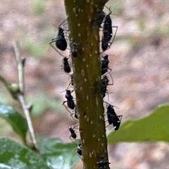 Lachnus tropicalis