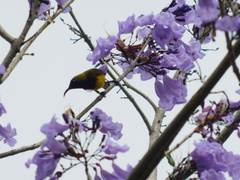 Cinnyris jugularis ornatus