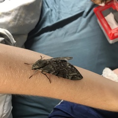 Psilogramma casuarinae