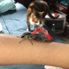 Psilogramma casuarinae