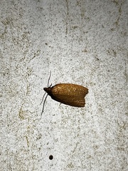 Sparganothis distincta