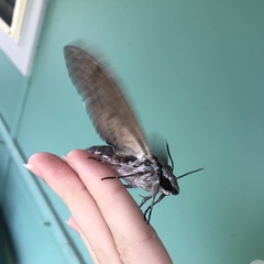 Psilogramma casuarinae