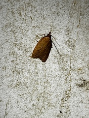 Sparganothis distincta