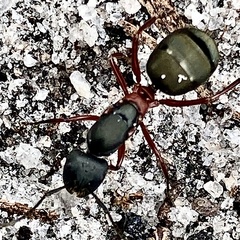 Camponotus chalceus