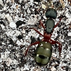 Camponotus chalceus