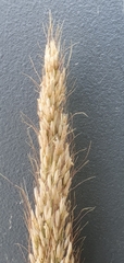 Muhlenbergia emersleyi