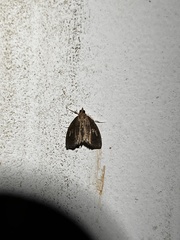 Perispasta caeculalis