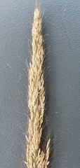 Muhlenbergia emersleyi