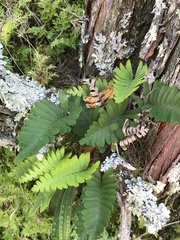Polypodioideae