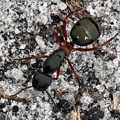 Camponotus chalceus
