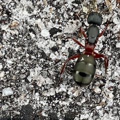 Camponotus chalceus