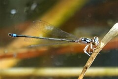 Ischnura cervula
