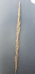 Muhlenbergia emersleyi