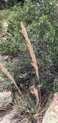 Muhlenbergia emersleyi