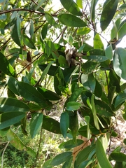 Magnolia compressa