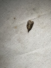 Platynota idaeusalis